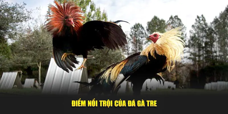 Cách Xác Định Thắng Thua Trong Đá Gà Tre